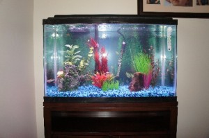 fishtank