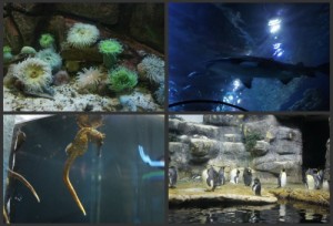 moody gardens pyramid aquarium