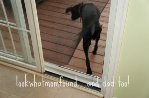 dog ripping though screen door