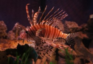 lionfish