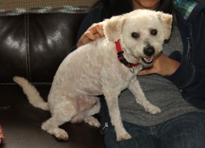 dog after a bath and haircut, all cleaned up