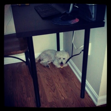 coco hiding under desk