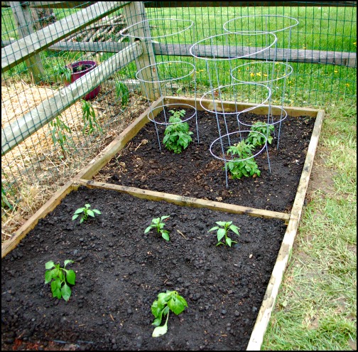 veggie garden, backyard garden