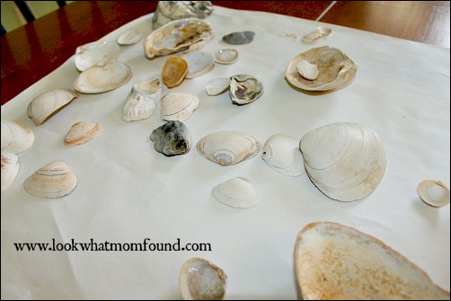 seashells from beach