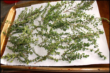 Drying Herbs from the Garden