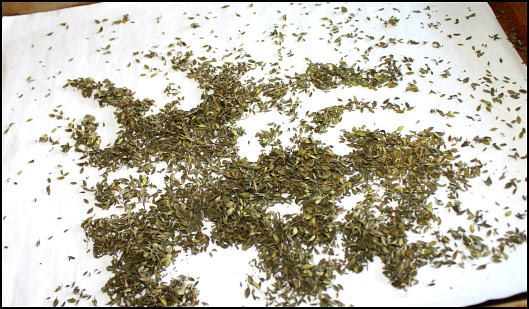 Dried Herbs from the oven