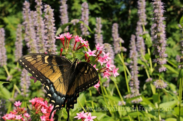 Summer at Longwood Gardens #flowers #garden #butterfly