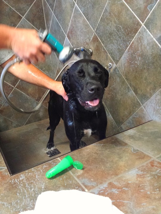 DIY Dog Wash @PetValu