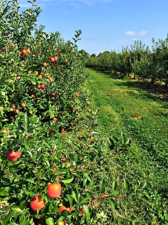 Apple Picking and Fall Festivals in Delaware Valley #appleseason