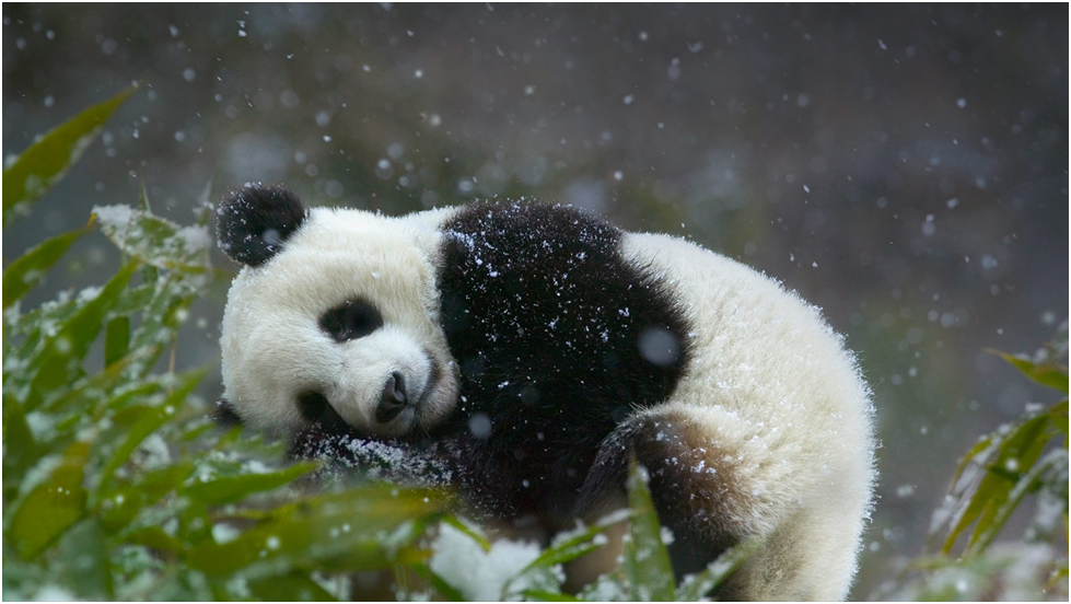 Giant panda