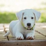 Does Your Dog Need Vitamins? Tips on Choosing Healthy Options