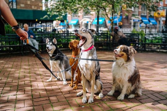 dog walker