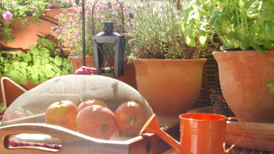 Pot plants, a watering can and apples