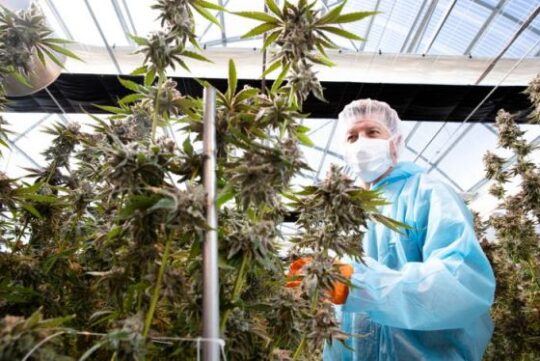 How Touchless Automation is Streamlining Cannabis Production