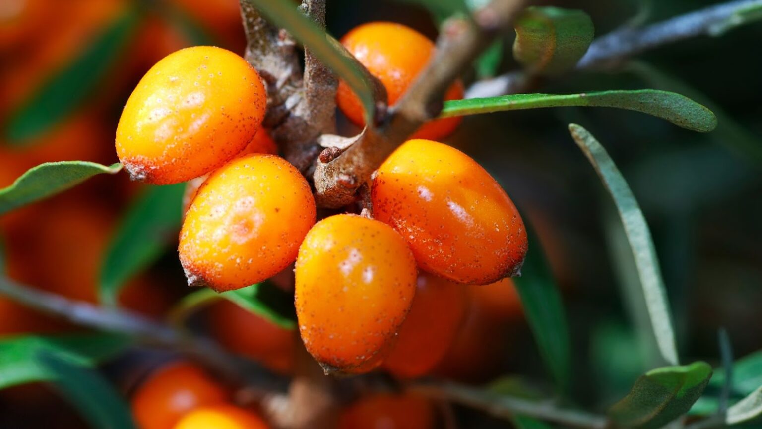 Amazing Antibiotic and WoundHealing Plants You Should Know