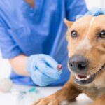 goddard veterinary group chalfont st peter lower road chalfont saint peter gerrards cross