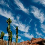 cirrus curly and ripply