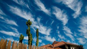 cirrus curly and ripply