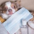 Chihuahuas and Asthmatics – Is There a Relation?