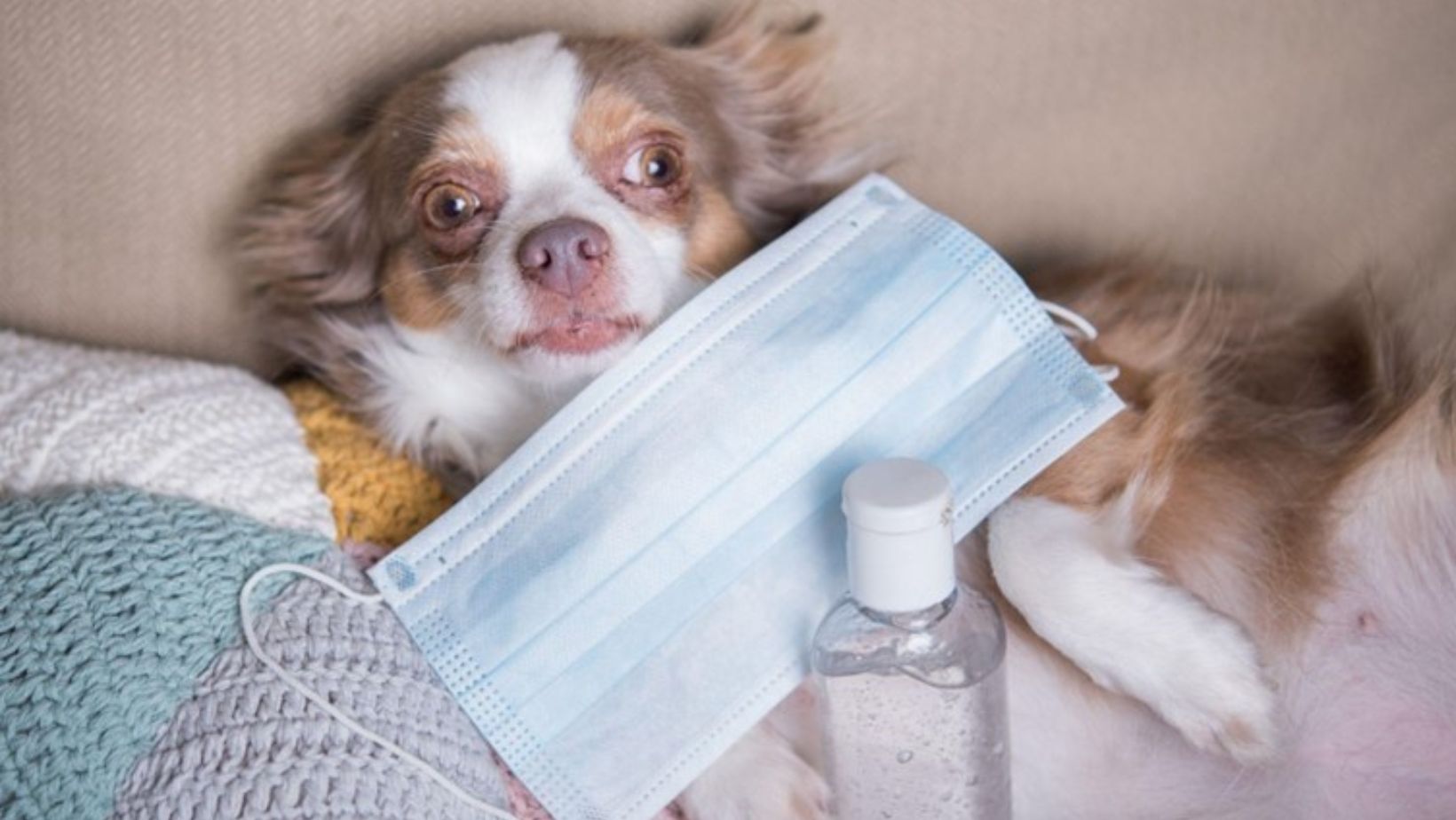 chihuahua with surgical mask