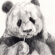 Master Drawing:tjdpvrb218i= Panda: Techniques & Cultural Significance