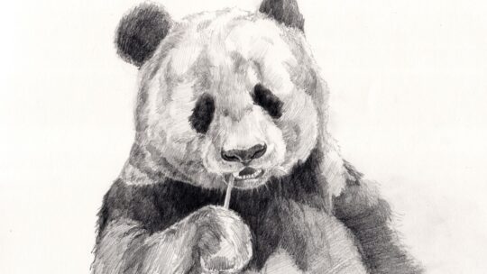 Drawing:tjdpvrb218i= Panda