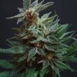 Do Autoflowers Benefit from UV Light The Hidden Science of Resin Production?