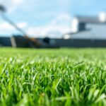 low-maintenance lawn grass, best grass for low effort lawn, drought tolerant grass, florida low-maintenance grass, easy care lawn grass, turf for low maintenance yard, sustainable lawn grass selection, resilient grass varieties for yard