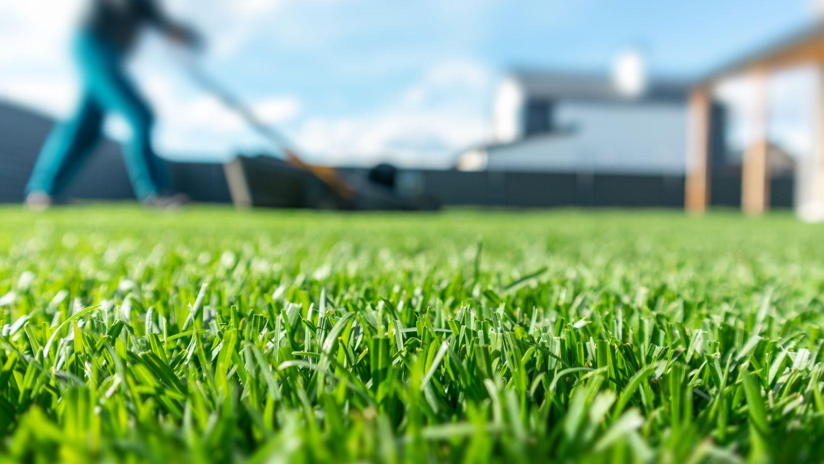low-maintenance lawn grass, best grass for low effort lawn, drought tolerant grass, florida low-maintenance grass, easy care lawn grass, turf for low maintenance yard, sustainable lawn grass selection, resilient grass varieties for yard